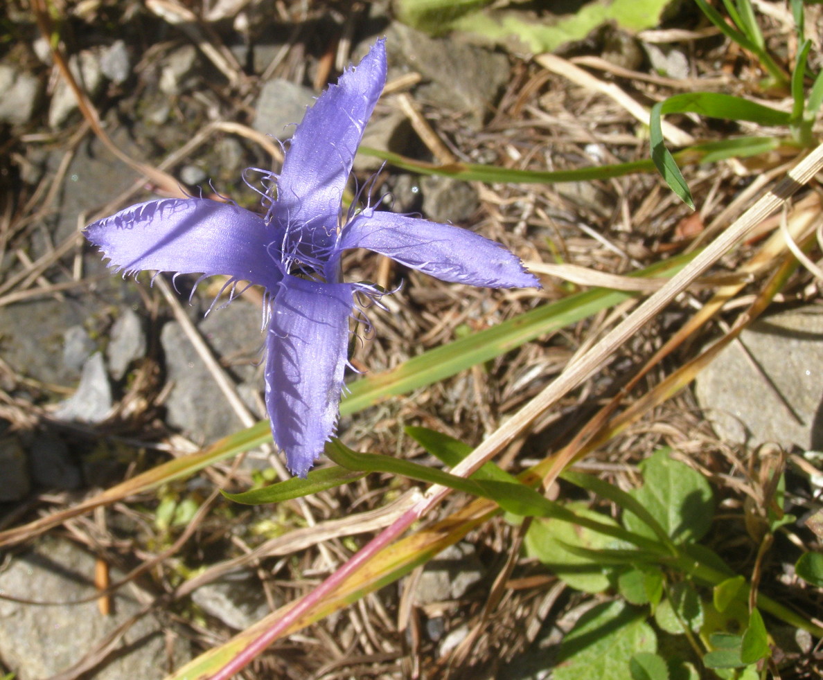 Gentianopsis ciliata